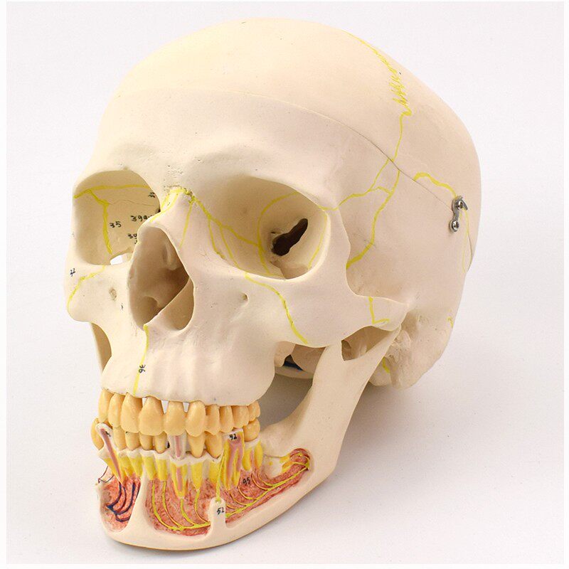 头骨enovo颐诺成人模型颌面外科解剖仿真头颅其他模型玩具