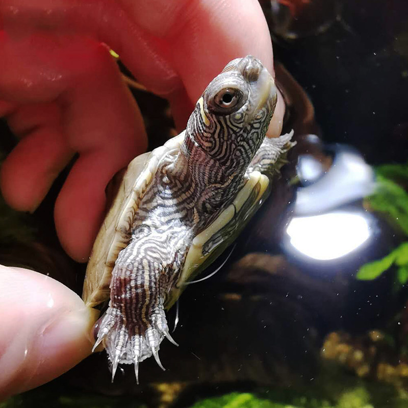 地图深水鱼缸混养养活物黑宠物密西西比小乌龟活体龟