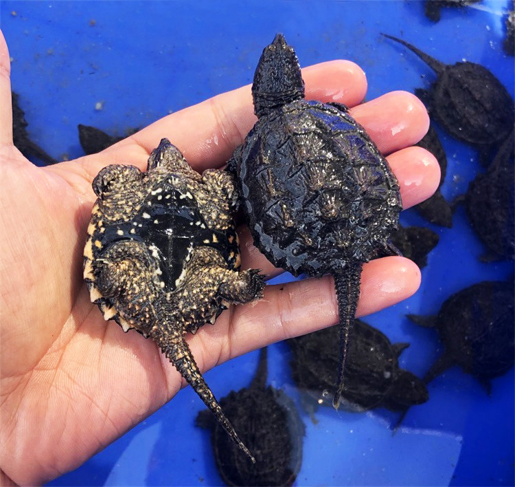 鳄龟纯佛爆刺王小小乌龟活物拟黑佛真凶猛观赏龟