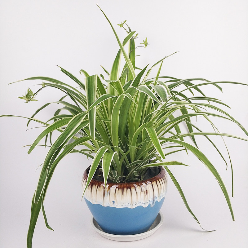 金边吊兰绿植盆栽办公室室内窗台桌面小植物防辐射好养小盆栽