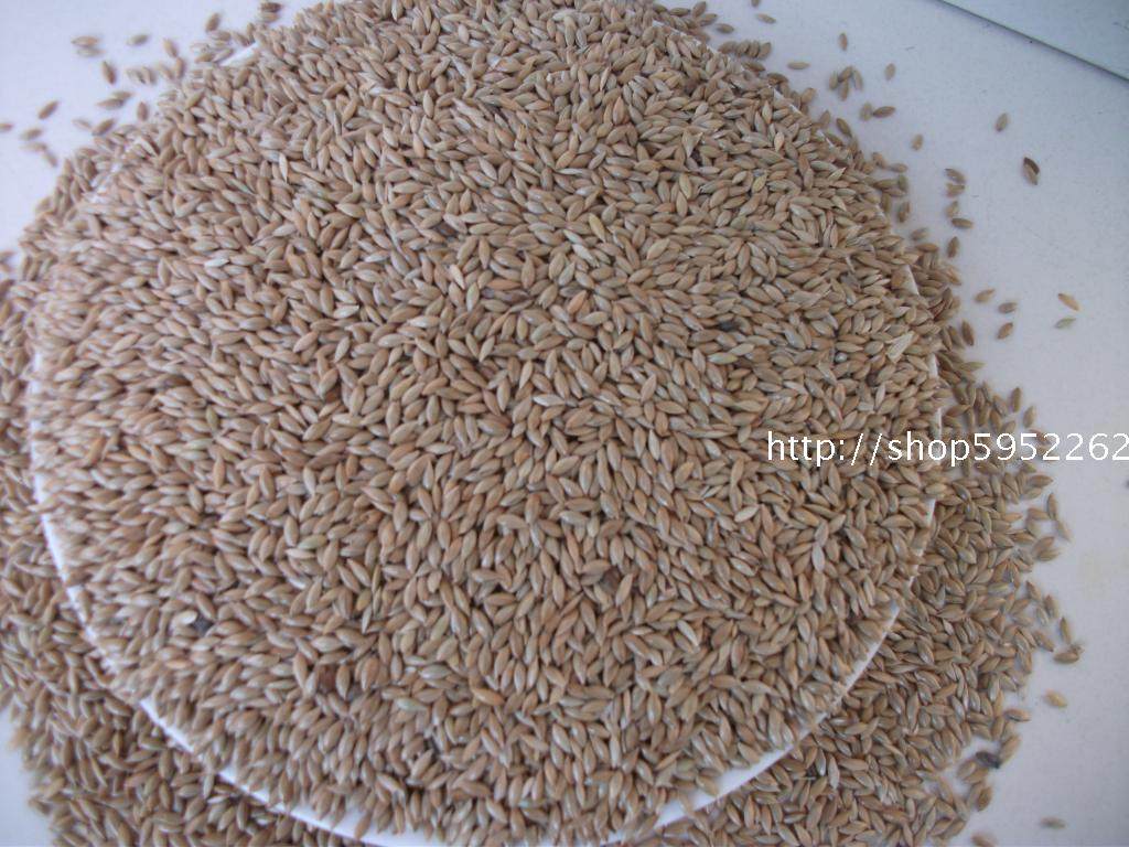 加纳白尖粟油尖鹦鹉鸟食鸟粮仓鼠饲料鸟食