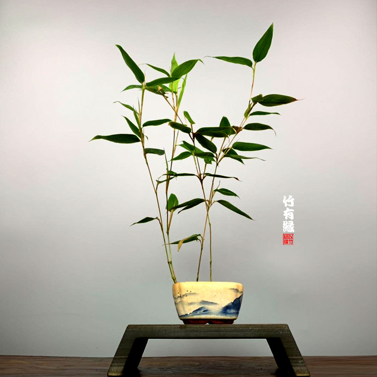 蝶竹蝴蝶竹倭竹狭叶倭竹室内绿植迷你竹子苗竹绿植