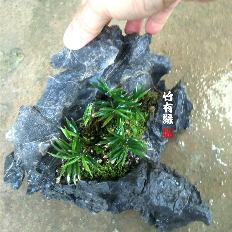 竹子屋久岛竹世界上最小室内绿植迷你苗竹盆栽绿植