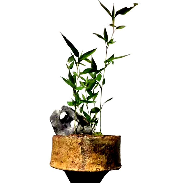 蝶竹蝴蝶竹倭竹狭叶倭竹室内绿植迷你竹子苗竹绿植