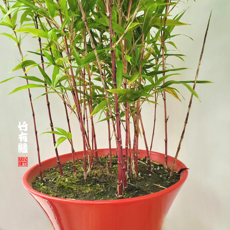 朱竹红竹红运竹红寒竹红色竹子庭院阳台室内绿植