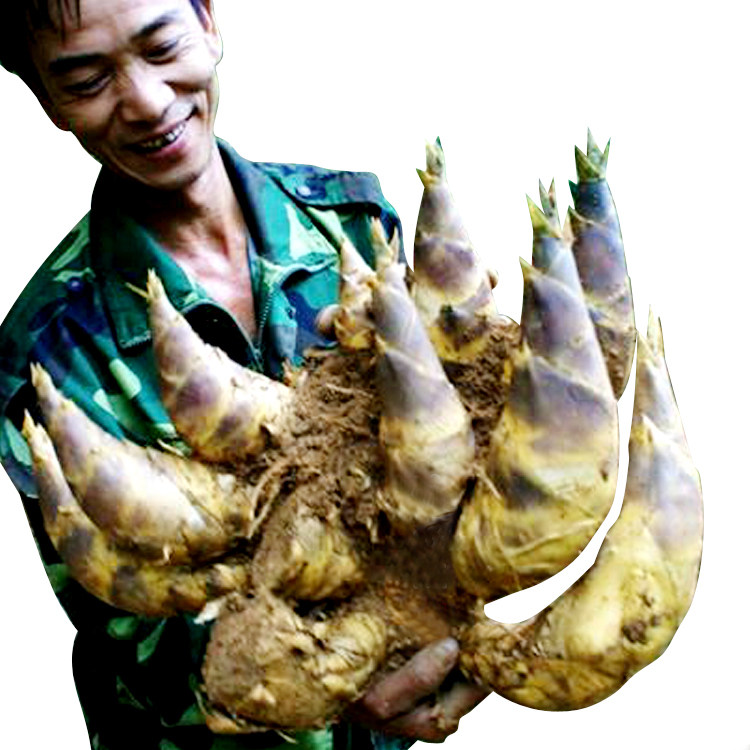 龙竹勃氏水果笋竹竹笋之王竹子基地直销绿植