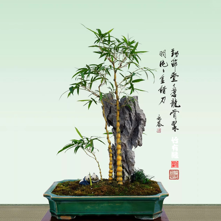 菩提竹小金丝佛肚葫芦罗汉盆栽竹子君苗室内绿植