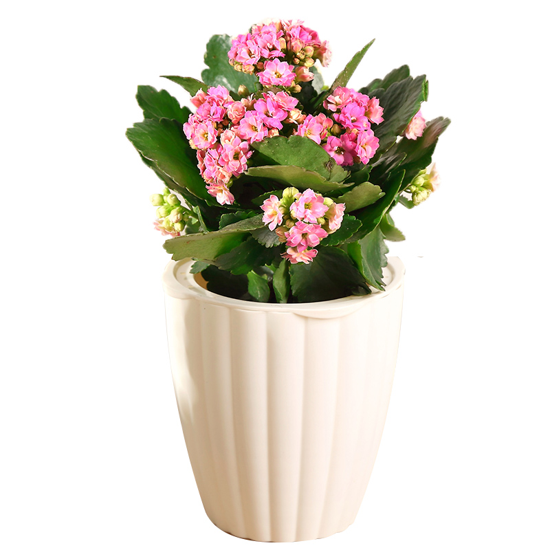 长寿花盆栽重瓣带花苞室内花盆栽植物四季开花卉观花植物开花不断