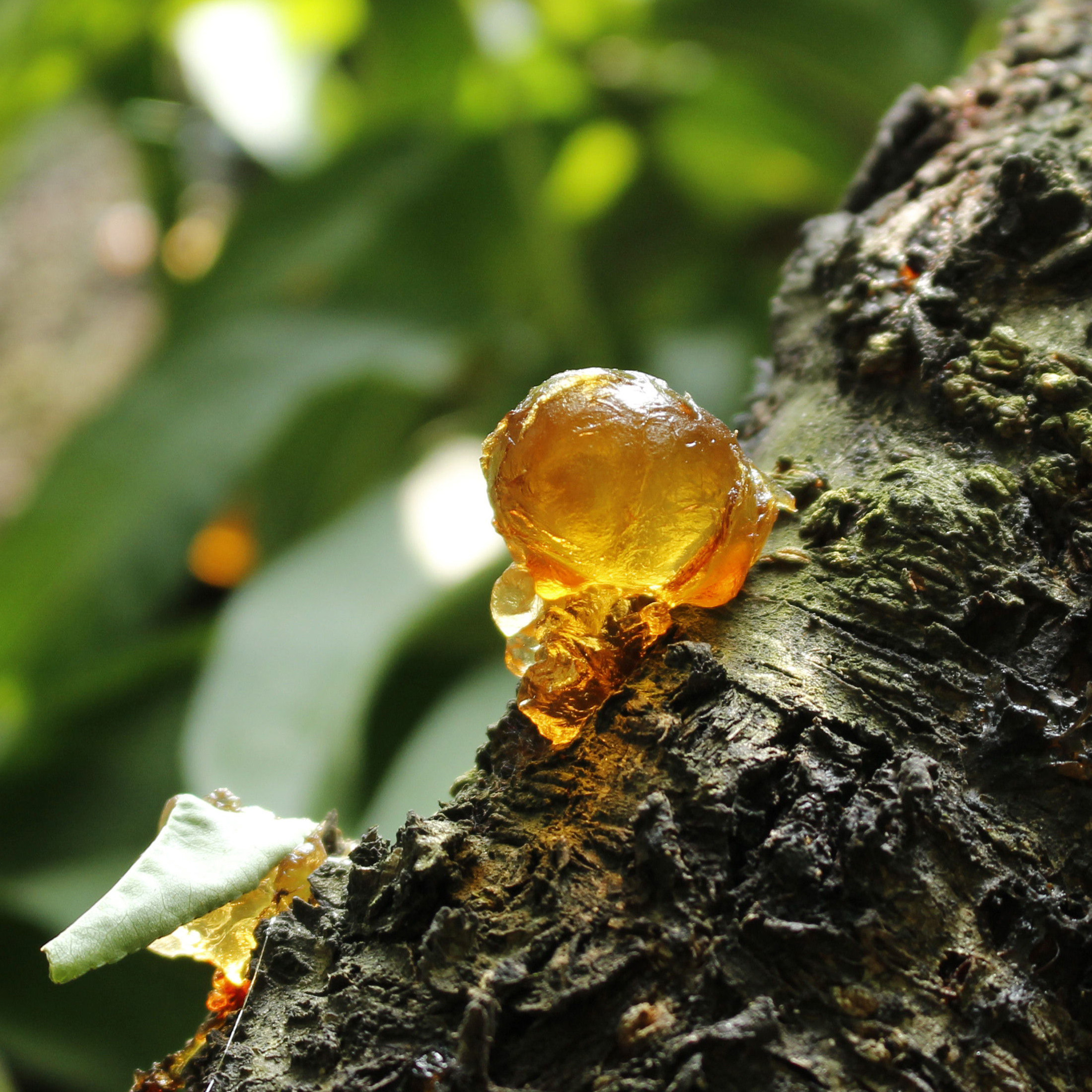 精选桃胶天然野生老树树胶桃花原产地250g可配桃胶