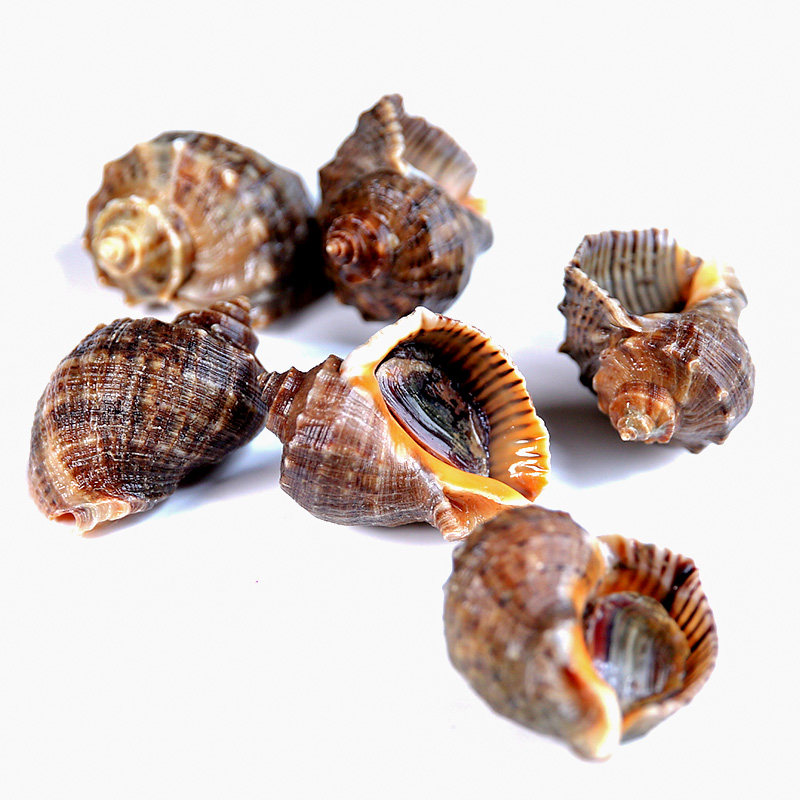 海螺鲜活花螺超大特大新鲜海鲜水产海蛎螺贝壳海螺