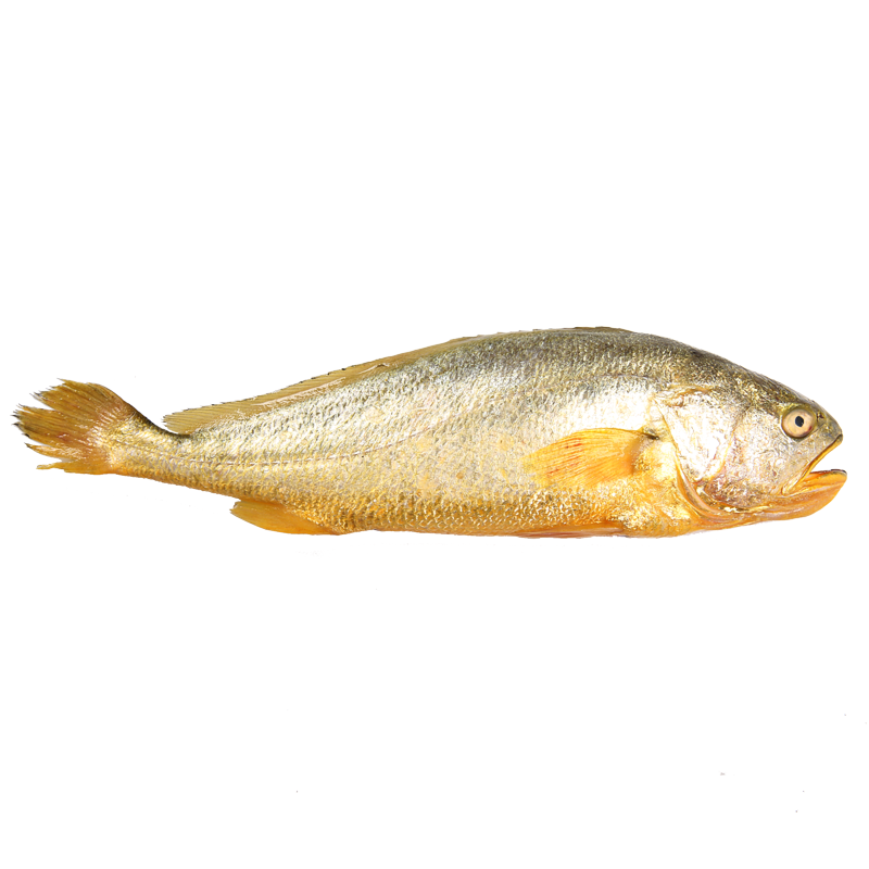 味库活发冰鲜大黄鱼黄花鱼新鲜海鲜水产深海海鱼黄鱼