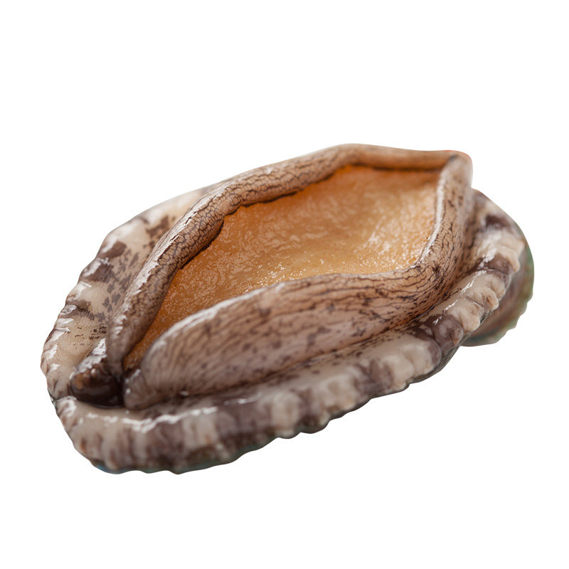 味库活鲍鱼15-18只/斤新鲜活特大鲍鱼500g煲汤贝类海鲜水产