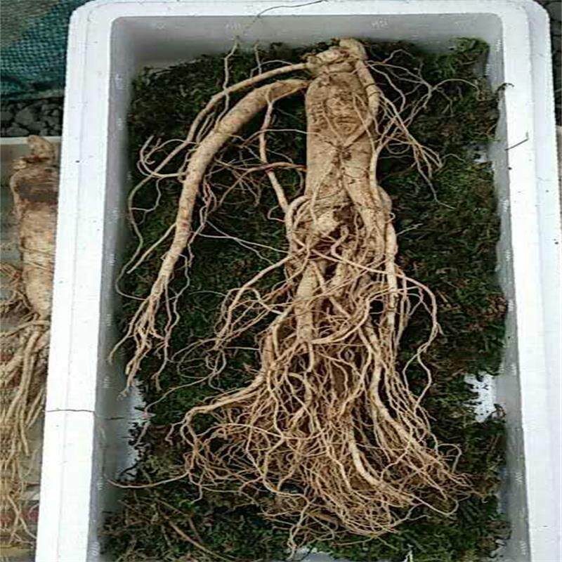 人参新鲜干参长白山东北老人8年根生整支白参全山参