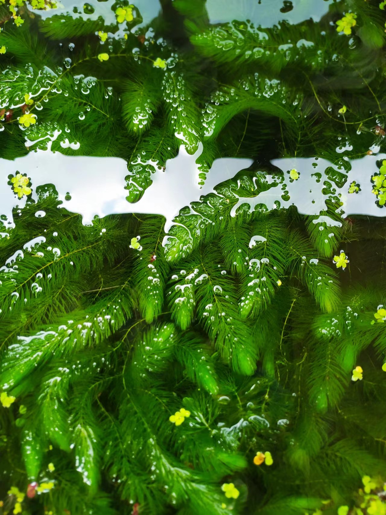 净水植物蜈蚣草增阴性绿菊淡水养龟鱼虾造景水草