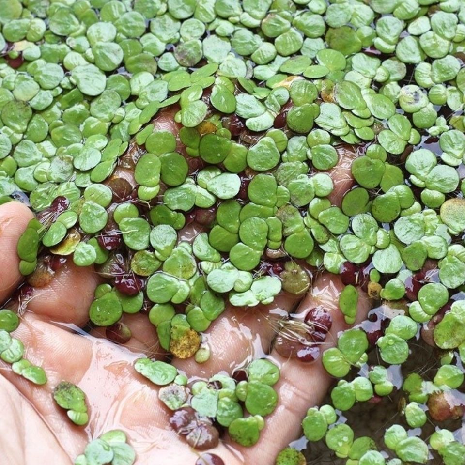 水质紫背浮萍芝麻改善美化水面净化造景适用水草