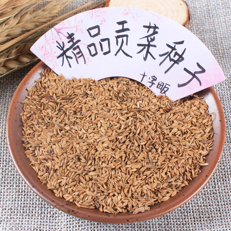 安徽贡菜种子苔干种子苔菜种子响菜山蛰菜山哲菜蔬菜种子种植10g