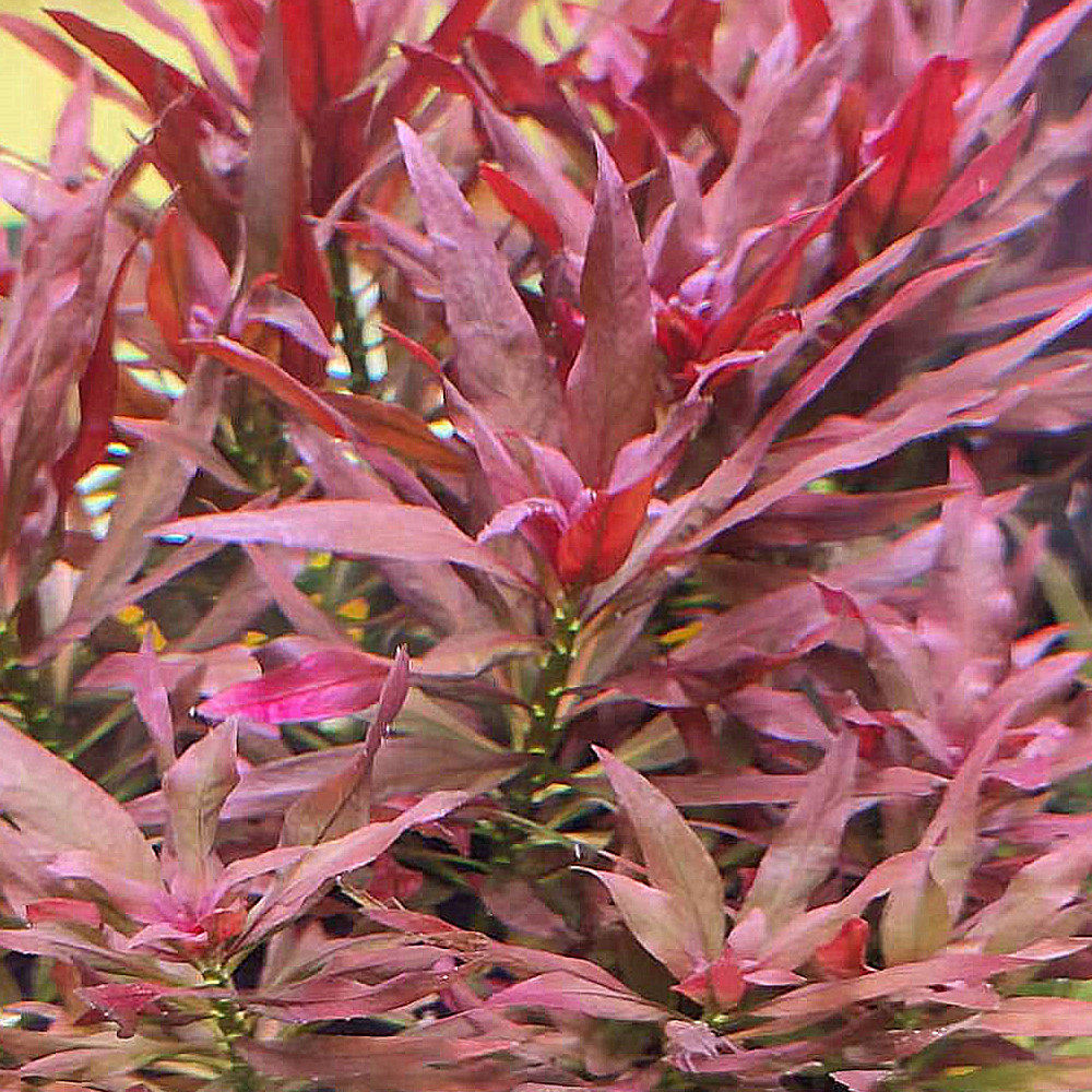 水草植物满件包中叶水中红叶大红活体淡水中景水草