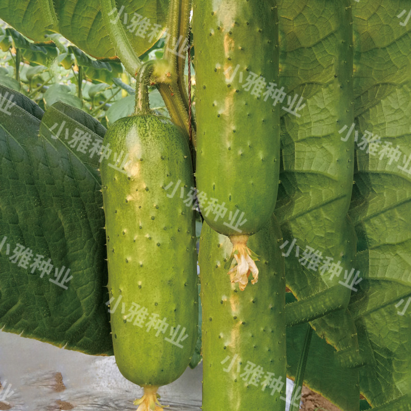 海诺诺瑞特绿宝宝珠7号雌性杂交黄瓜蔬菜种子蔬菜种子