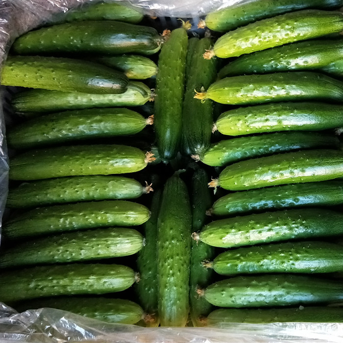 海诺诺瑞特t23雌性杂交黄瓜蔬菜种子露地温室蔬菜种子