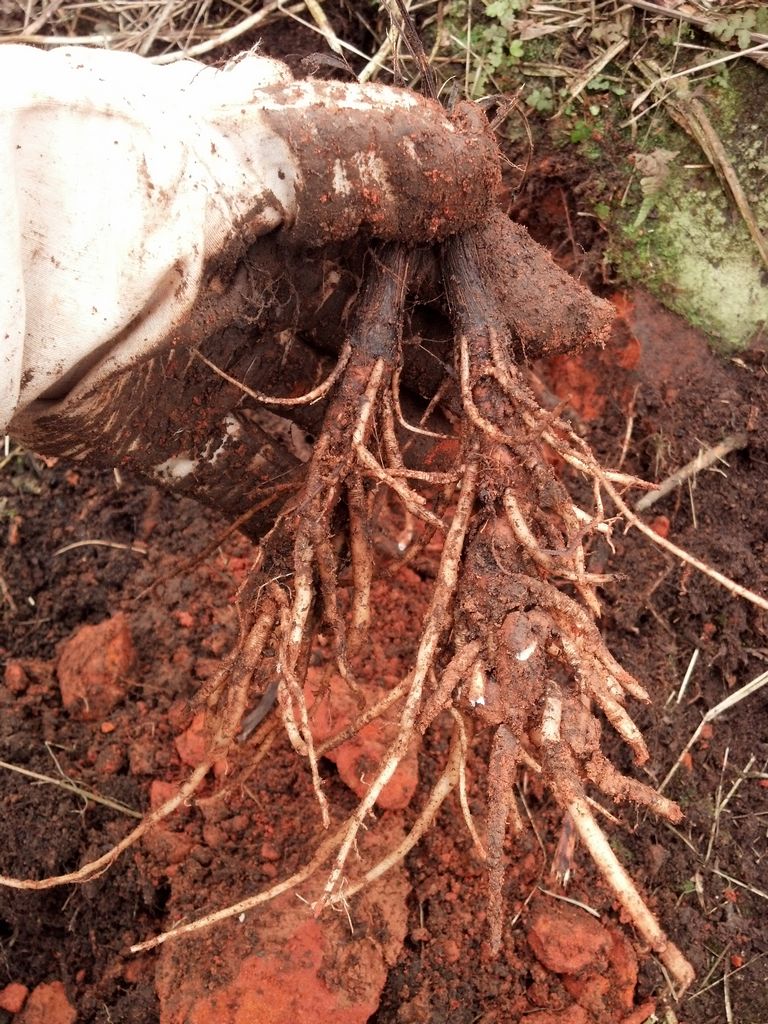 四川野生小叶仙茅种苗/新鲜仙茅/可种植成活,58一斤不图片