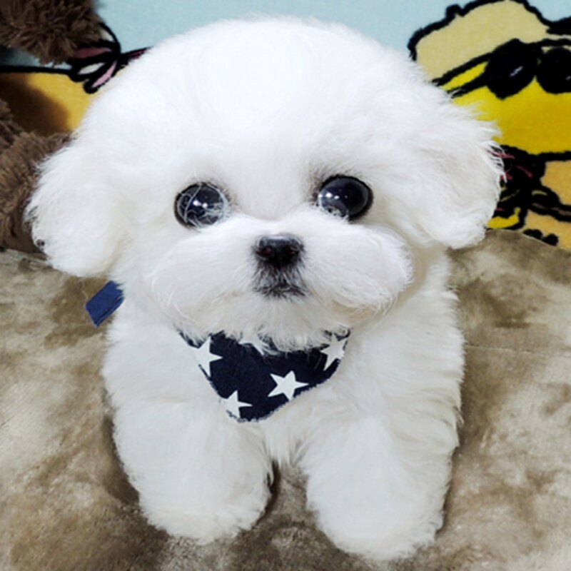 纯种比熊幼犬活体法国卷毛比熊狗活体小型犬茶杯犬比熊犬宠物狗狗