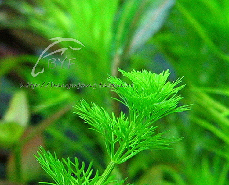 水族箱鱼缸造景小宝塔草1杯水中叶鱼缸中前景造景水草