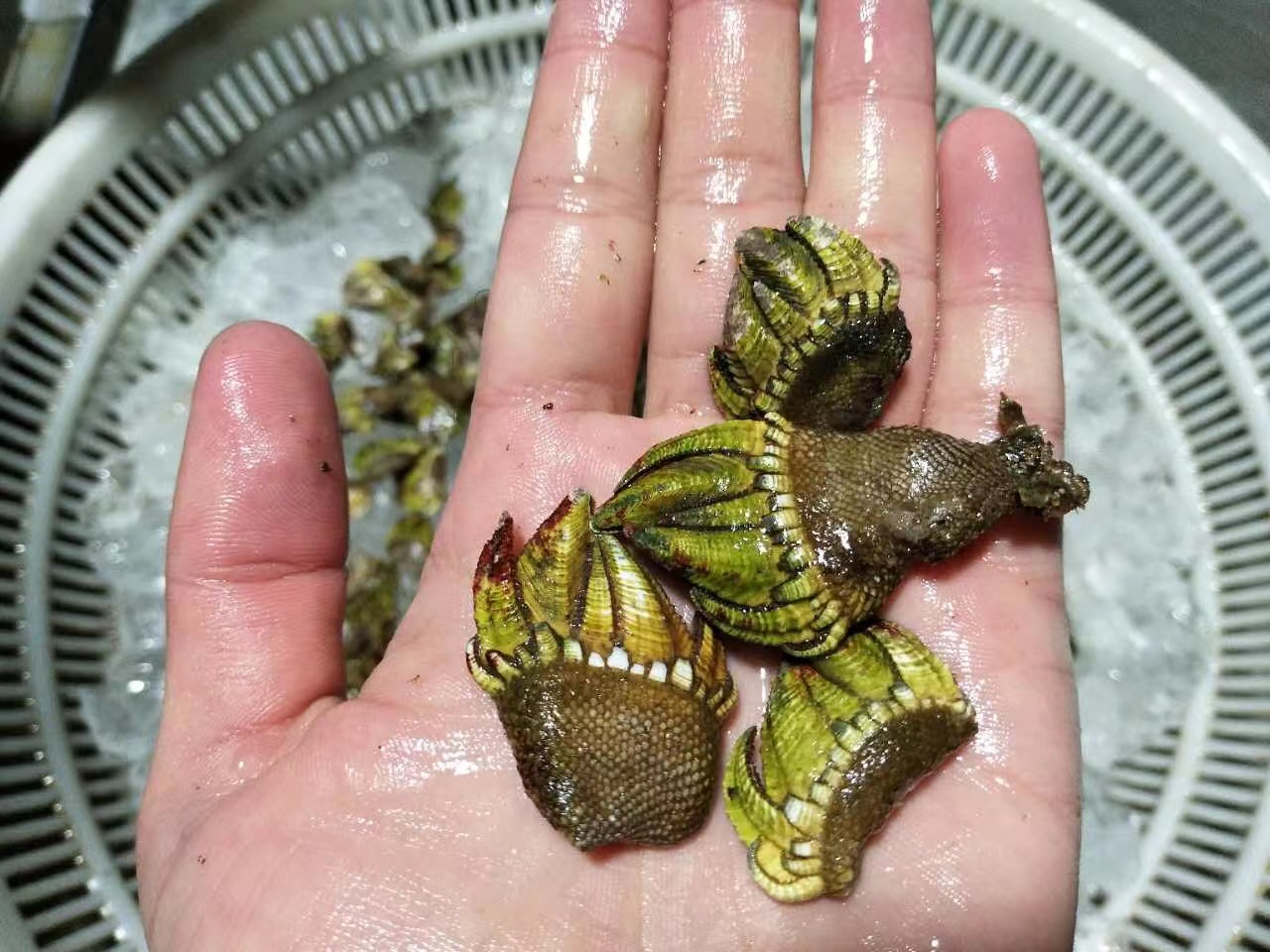 舟山海鲜狗爪龟足脚活贝鸡爪鹅颈藤壶新鲜佛手其它