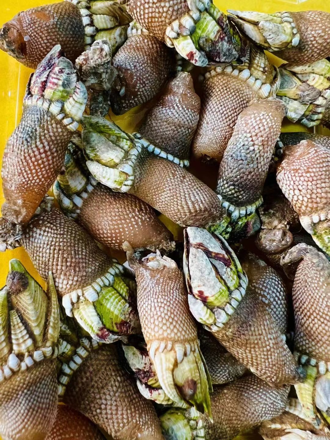 舟山海鲜狗爪龟足脚活贝鸡爪鹅颈藤壶新鲜佛手其它