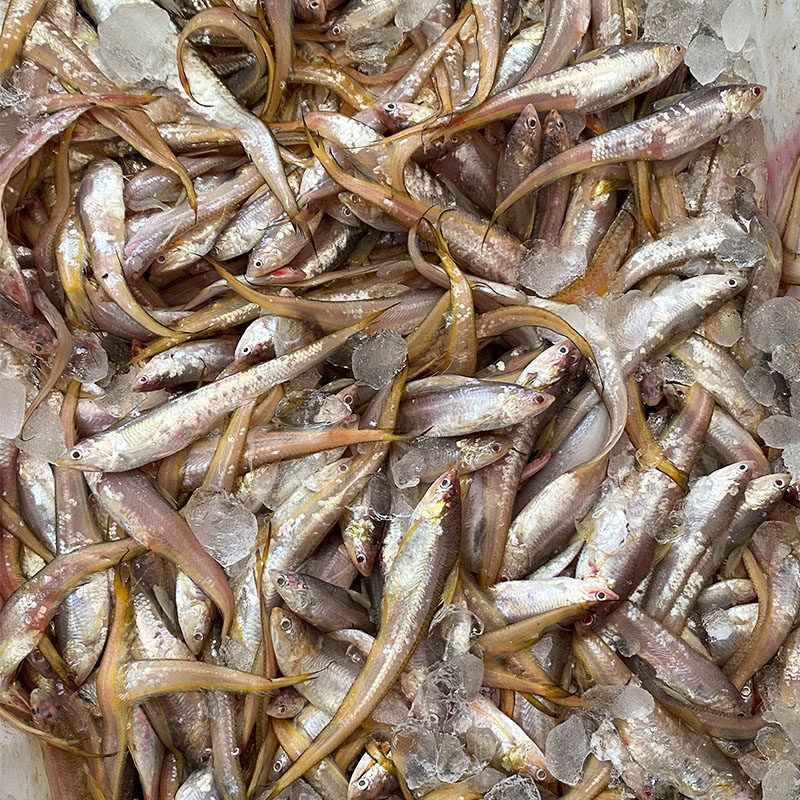 网潮海鲜舟山东海脐鱼子鱼新鲜凤尾鱼油炸超级其它