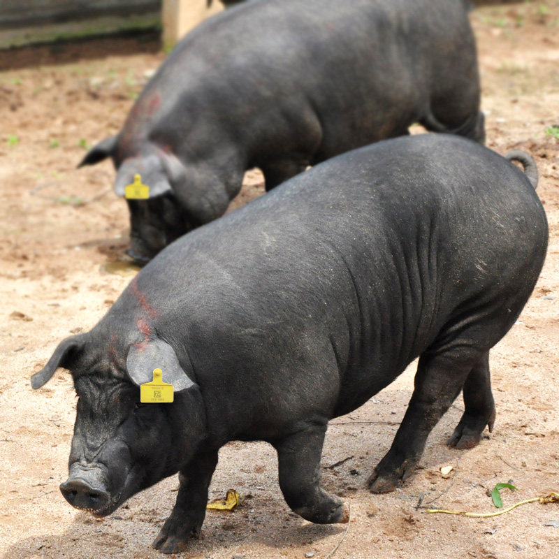 大别山整头猪毛重200斤以上农家散养新鲜现杀黑猪肉土猪五花排骨