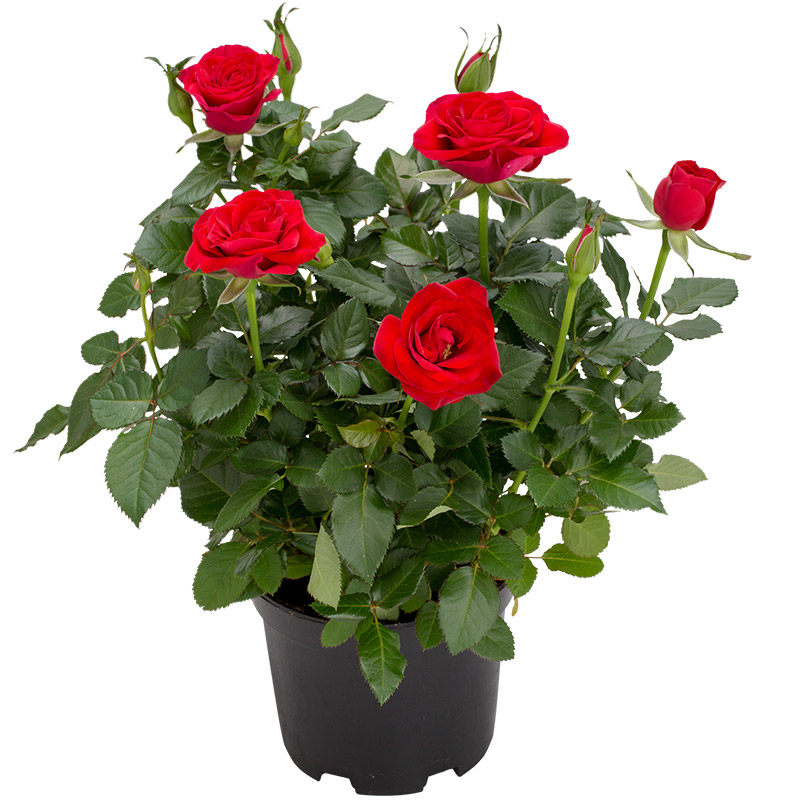 玫瑰花盆栽花卉观花植物室内四季开花净化空气客厅小盆迷你带花苞