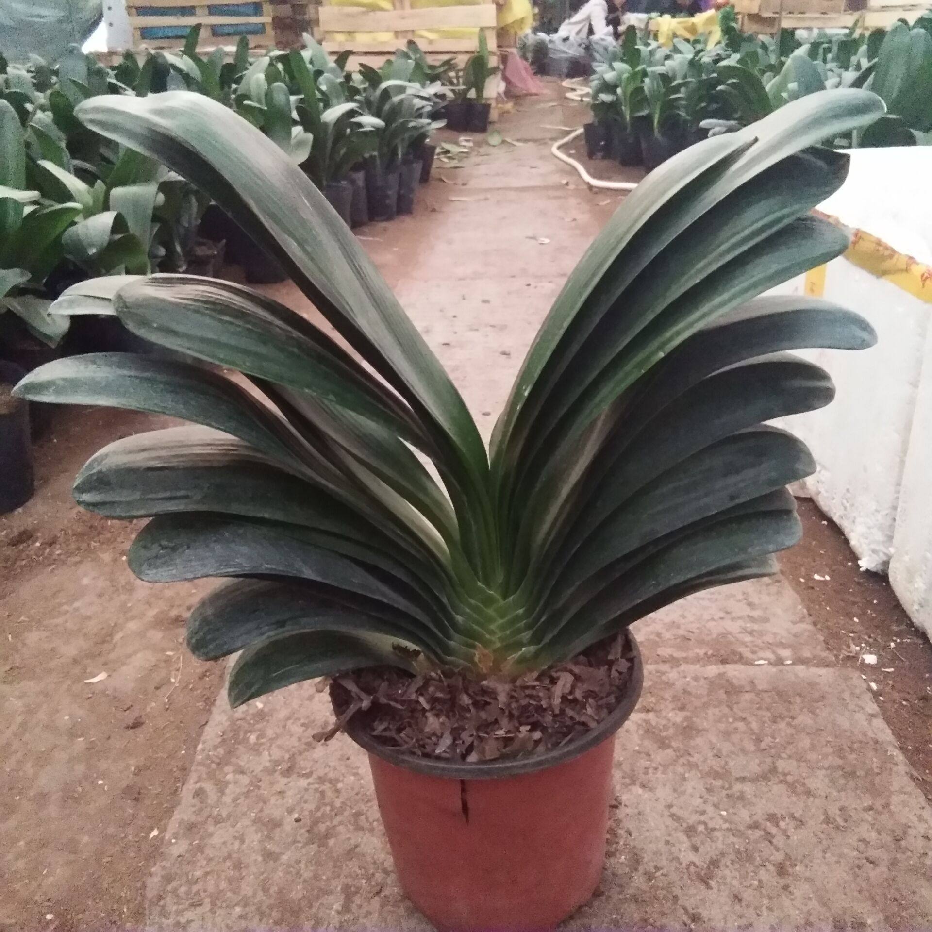 盆栽圆头和尚君子兰花卉小苗短叶黄技师技师花脸绿植