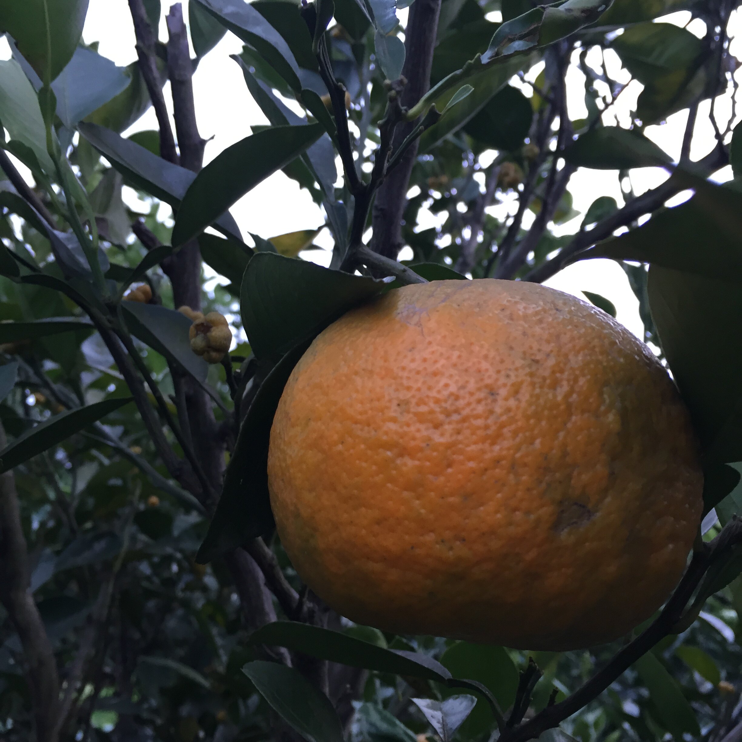 新鲜采摘玳玳回青青果苦橙代代现摘现发枳实佛手果