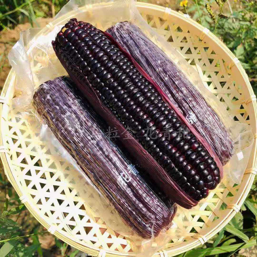 玉米乌粒金花甜黑山西农科院研究所出品新鲜甜糯新鲜玉米