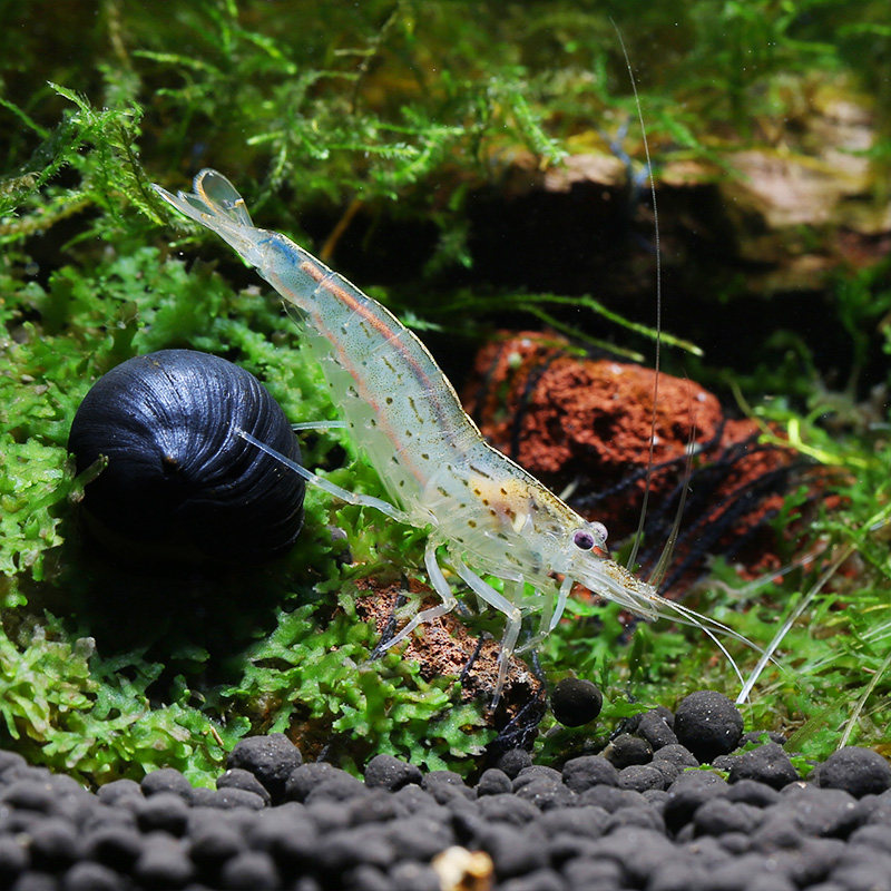 大和藻虾日本大河鱼缸造景水草装饰珍珠沼虾虾
