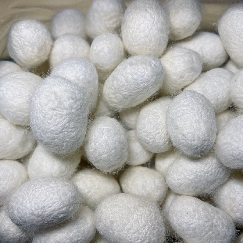 双宫蚕茧天然完整壳烘干泡抽丝入药桑蚕蚕蛹蚕茧