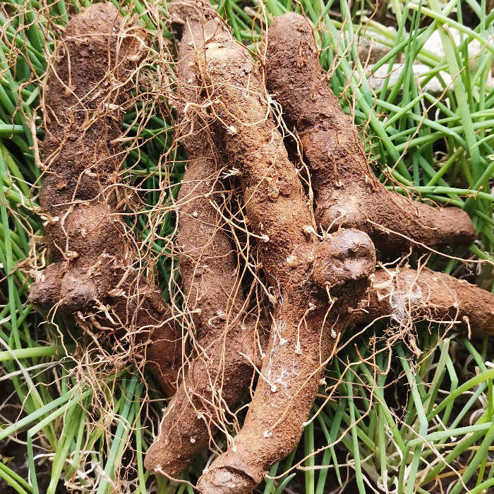 湖北宜昌土特产黄姜火藤根新鲜盾叶薯蓣山里现挖生生姜