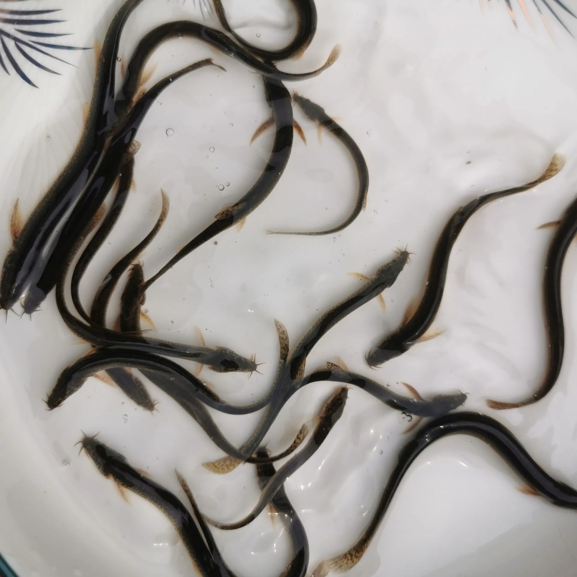 泥鳅东北土泥小泥鳅圆鳅活体白肚青粉鳅苗筏黑鱼鱼