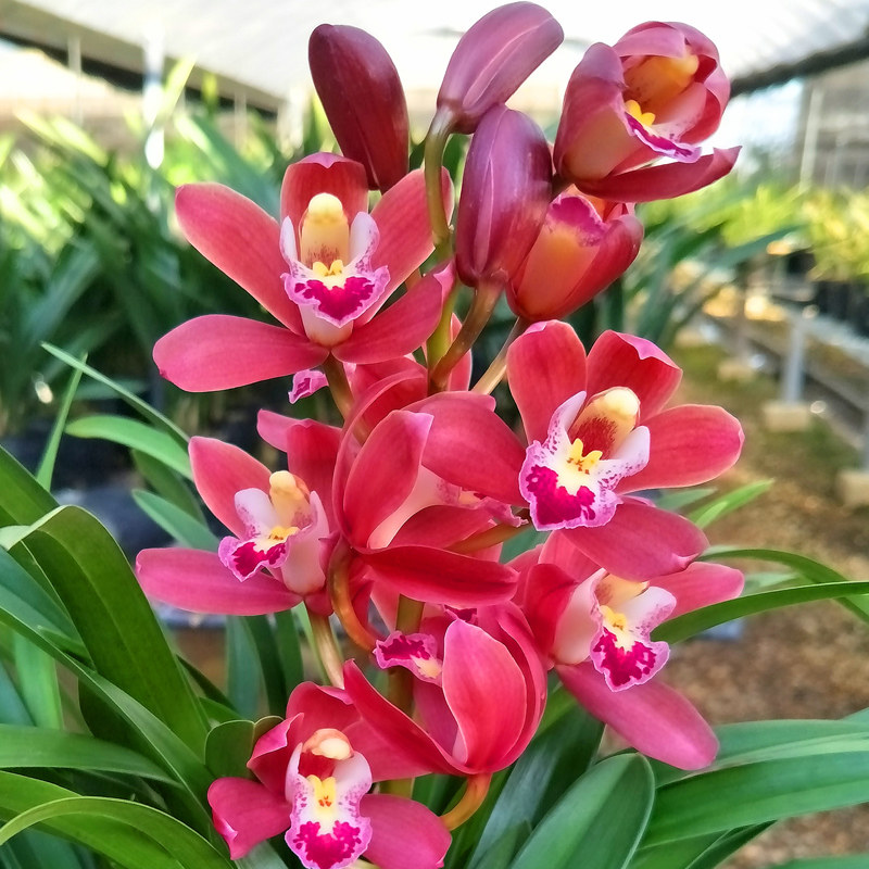 名贵兰花苗红将军建兰室内盆栽花卉阳台客厅绿植时令草本花卉