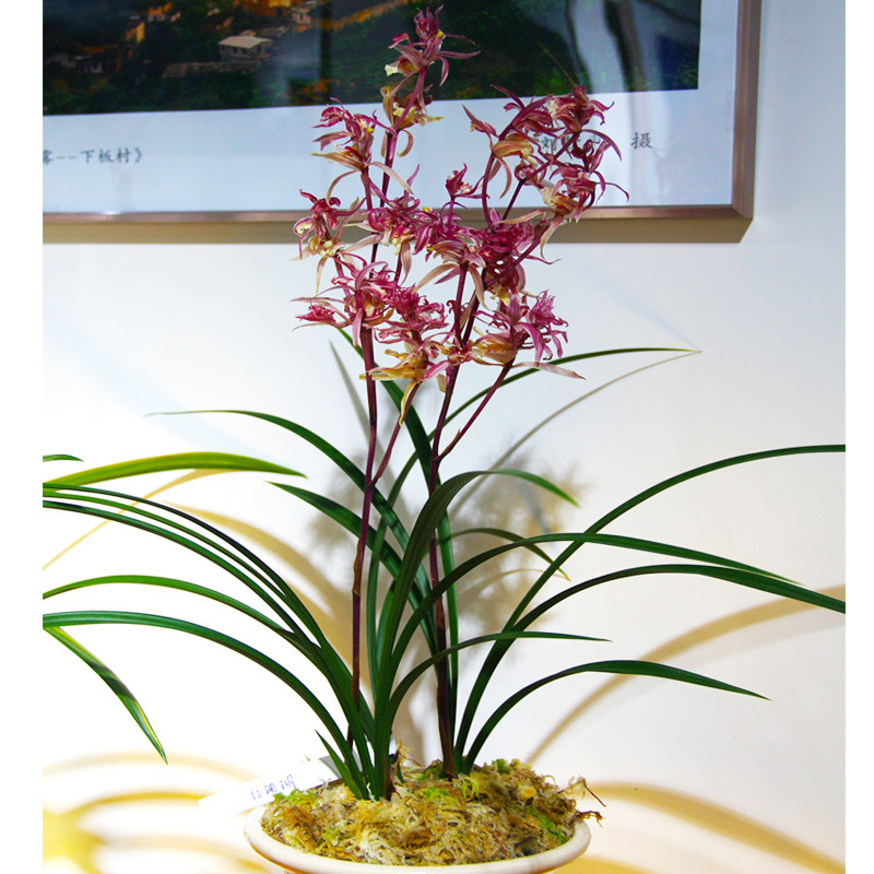 奇花兰花名贵花苞红凤寒兰盆栽室内花卉兰草时令草本花卉