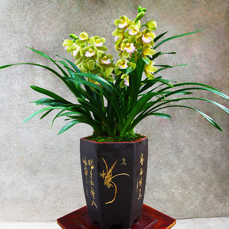 兰花花苗香兰建兰盆栽室内四季好养花卉绿植时令草本花卉