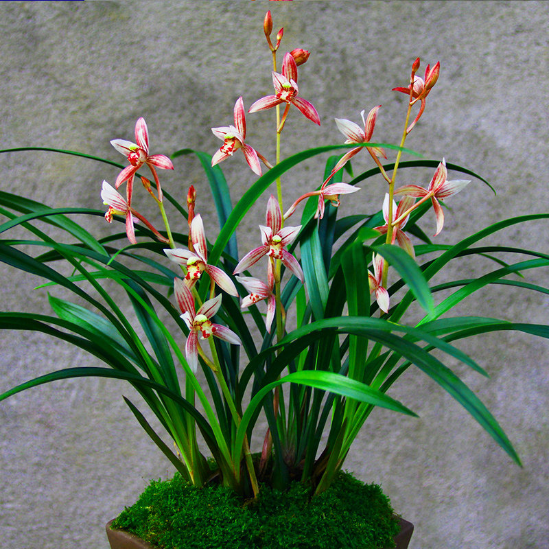 兰花【市长红】浓香型盆栽室内花卉四季建兰绿植兰草兰花苗