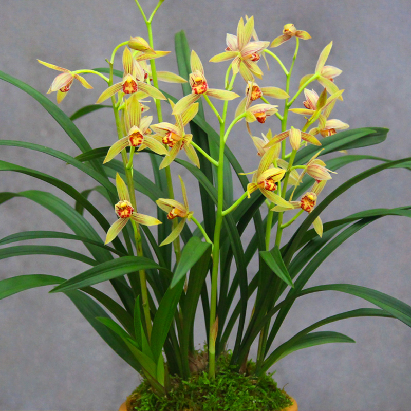 四季兰花花苗峨眉盆栽室内建兰花卉观花兰草花卉