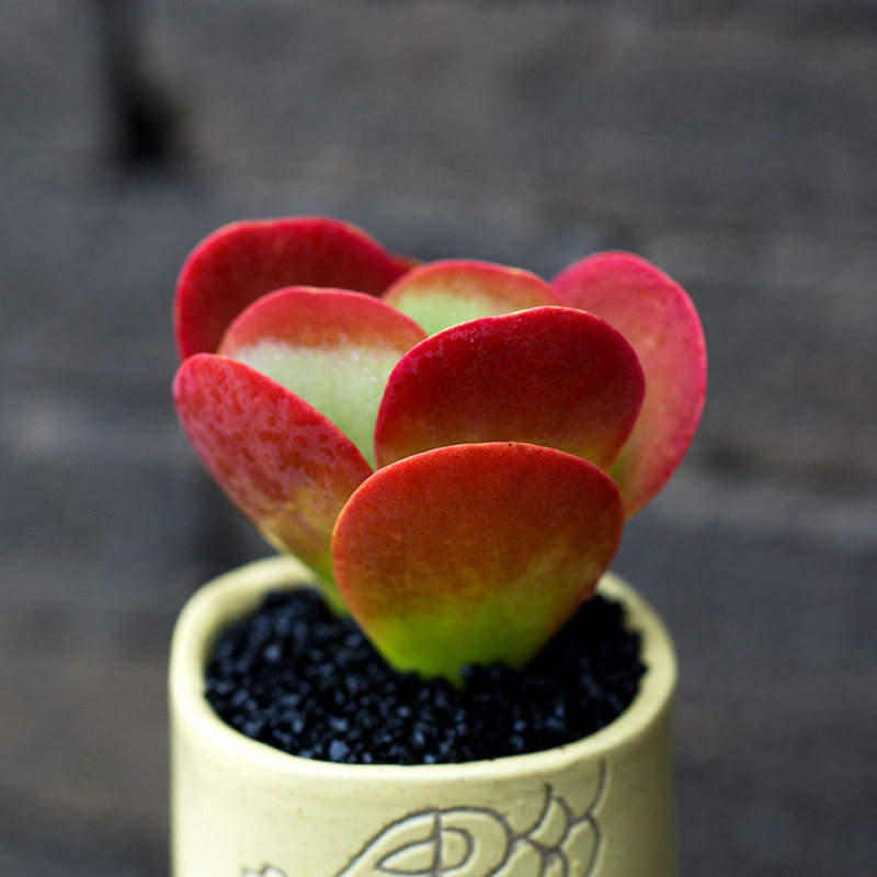 爱多肉唐植物室内办公桌新手好养绿植组合盆栽多肉植物