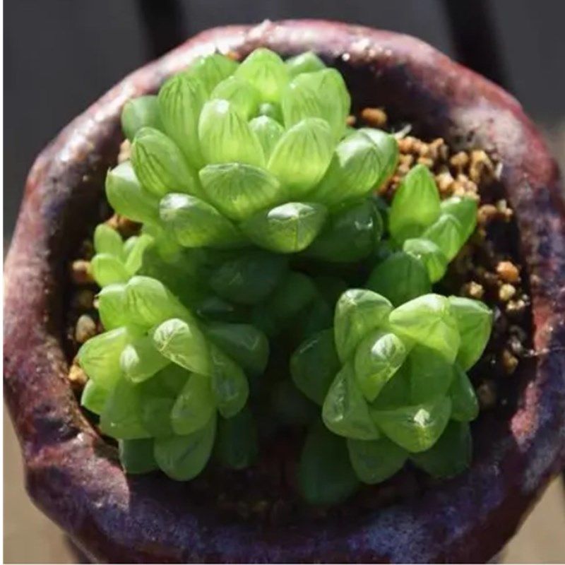 水晶玉露多肉植物组合盆栽新手好养室内花卉多肉植物