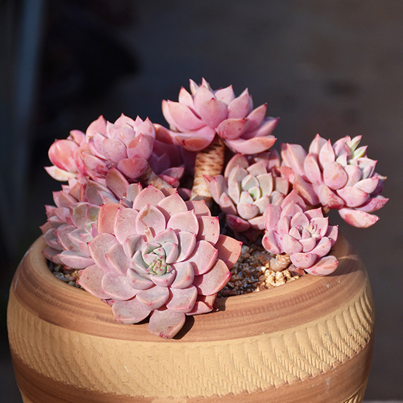 红粉佳人精品货多植物大株老桩肉肉稀有品种大颗多肉植物