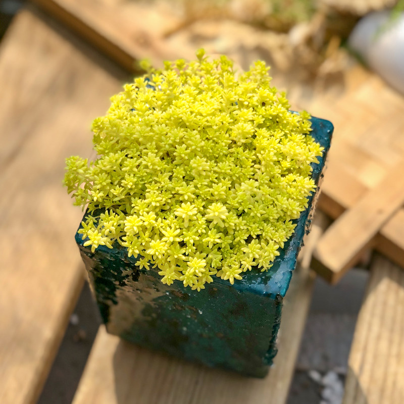 泰曼黄金金万年草云南多植物组合盆栽超萌护盆多肉植物