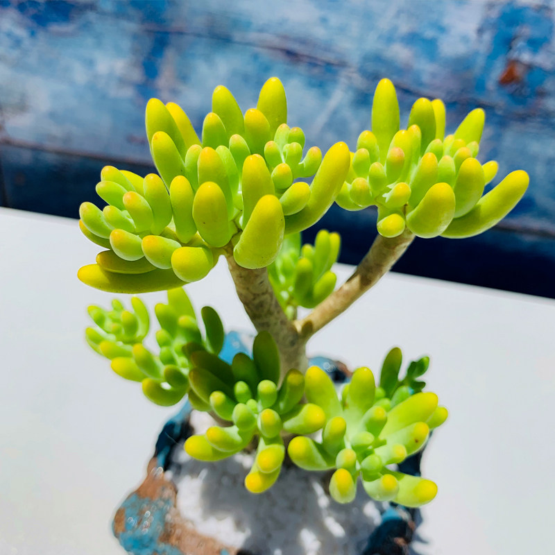 【多肉植物】泰曼八千代绿色系多肉植物老桩稀有品种肉肉组合盆栽