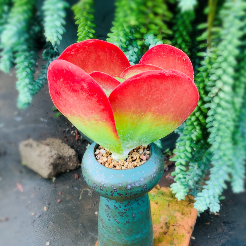 老桩泰曼唐印多肉植物稀有肉肉盆栽创意罕见多肉植物