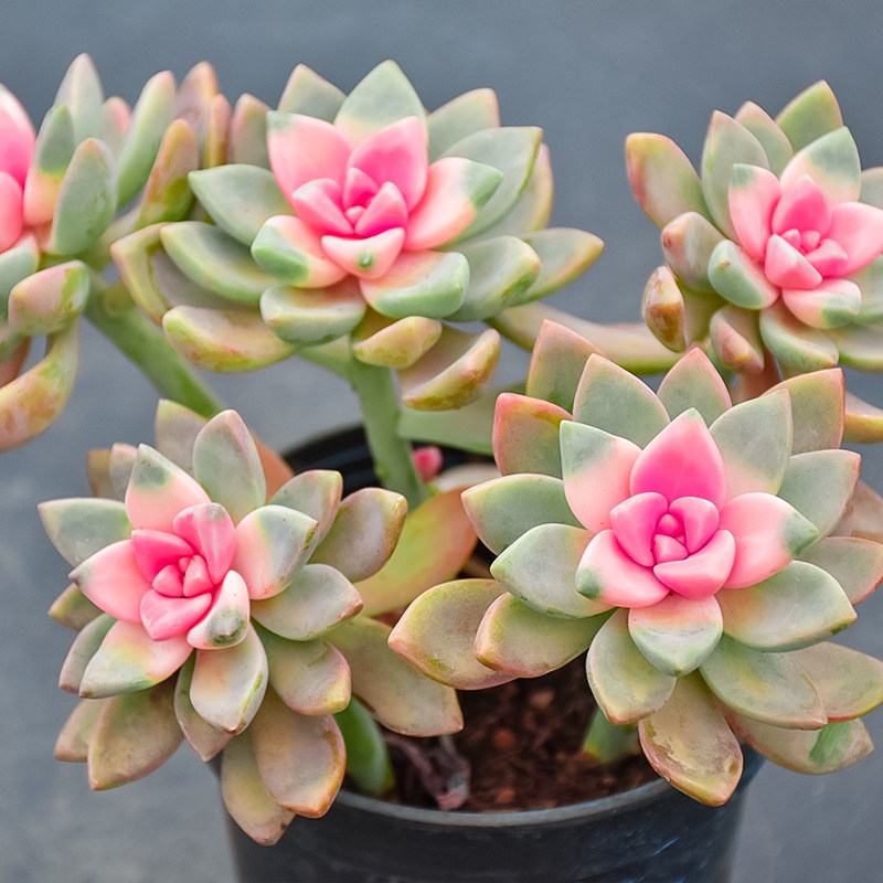 淡雪锦多植物老桩稀有品种大株肉肉花卉绿植多肉植物